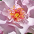 Roza - Vrtnice Floribunda - Odyssey